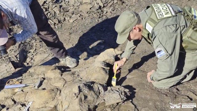 Fossil of prehistoric marine reptile discovered in Argentina field
